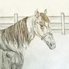 Pencil drawing of a patient's horse by Art with a Heart volunteer artist Aisling Millar 
For a 16 year old girl at Wolfson Children's Hospital.